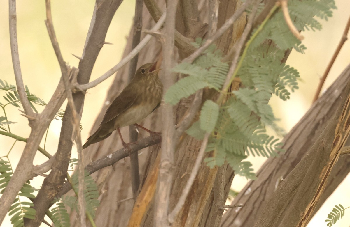 River Warbler - ML636159642