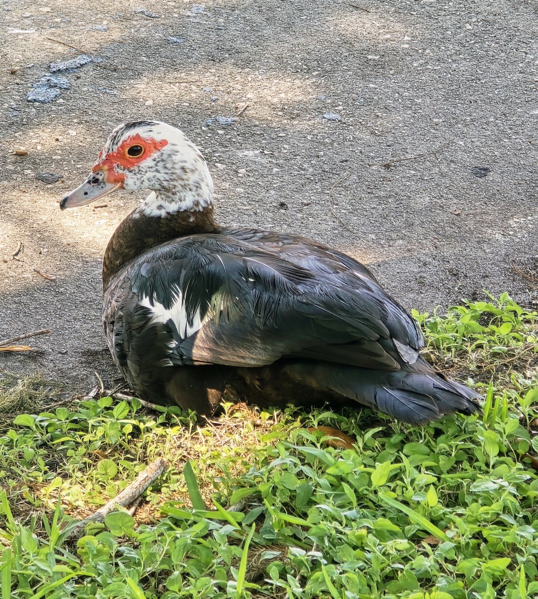 Muscovy Duck (Domestic type) - ML636159645