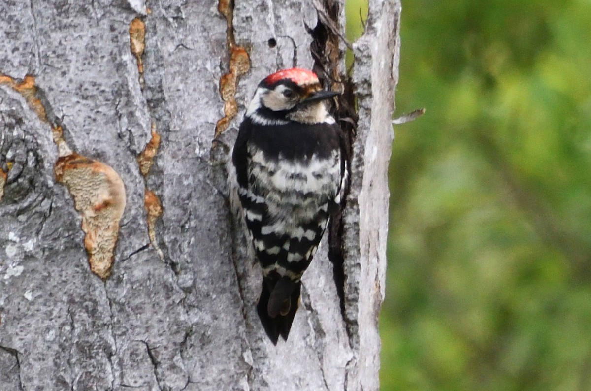 Lesser Spotted Woodpecker - ML636159648