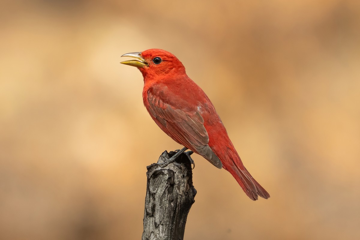 Summer Tanager - ML636159658