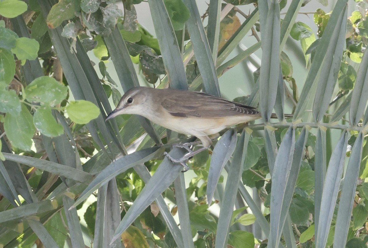 Great Reed Warbler - ML636159667