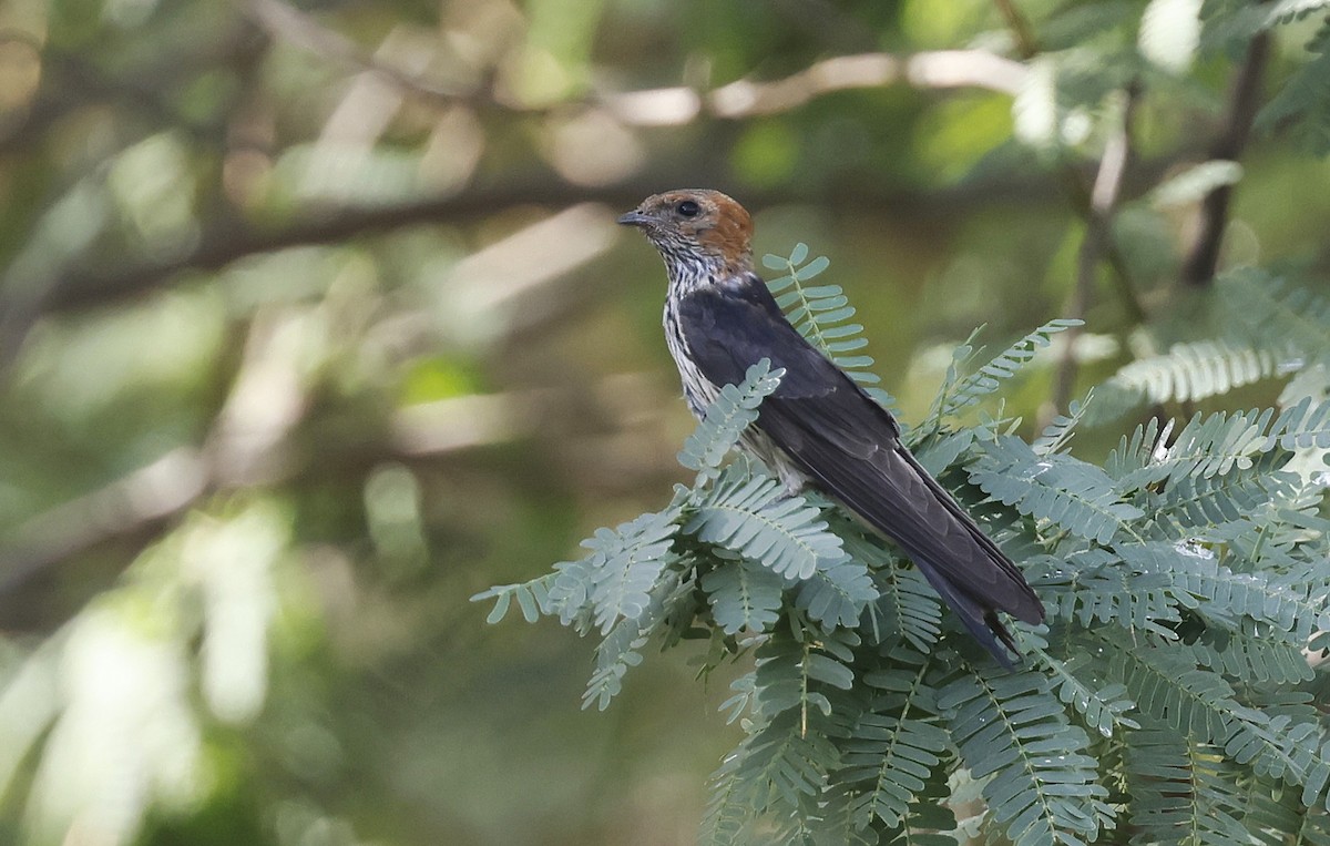 Lesser Striped Swallow - ML636159675