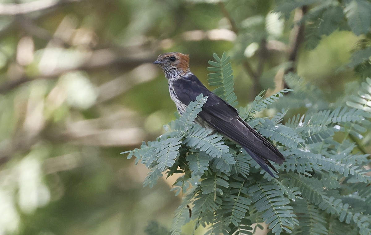 Lesser Striped Swallow - ML636159676