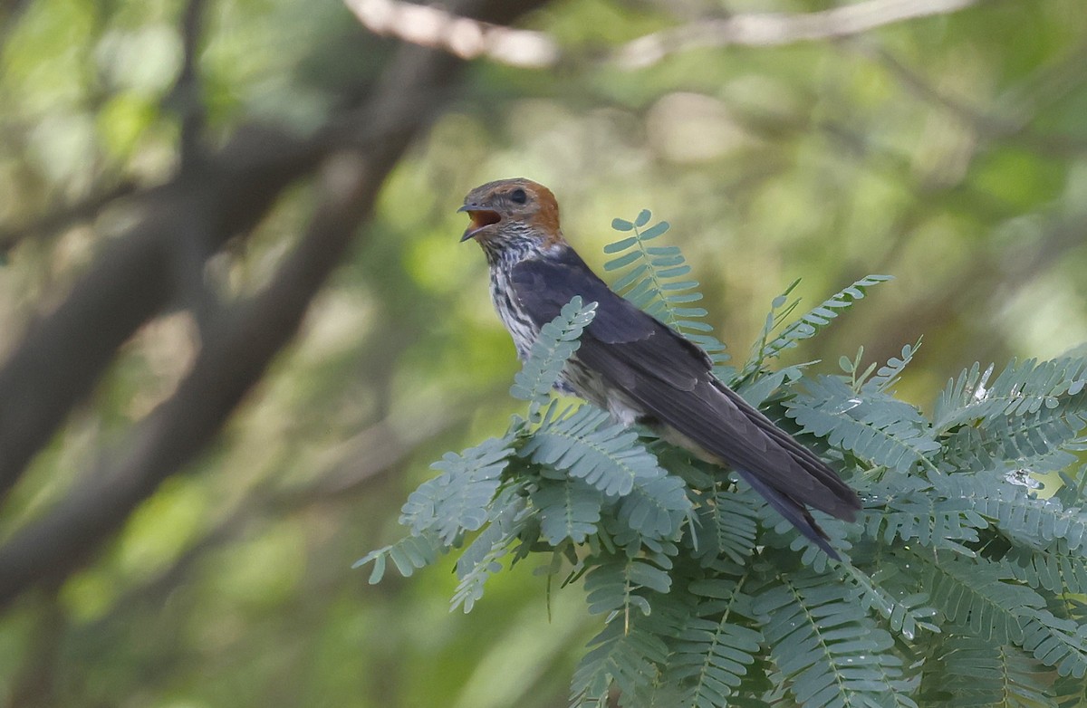 Lesser Striped Swallow - ML636159677