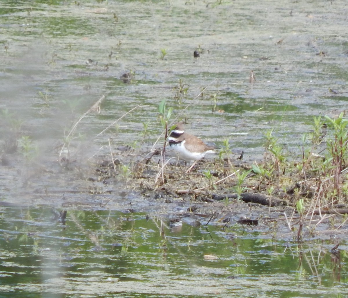 Killdeer - ML636159679
