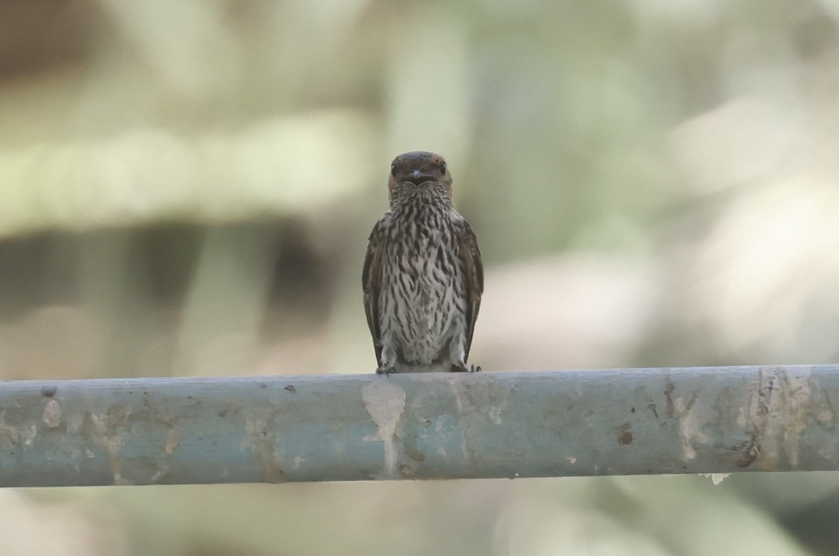 Lesser Striped Swallow - ML636159685