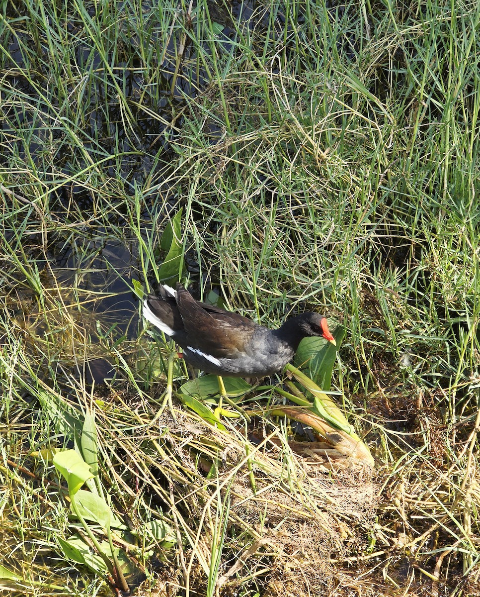 Common Gallinule - ML636159686
