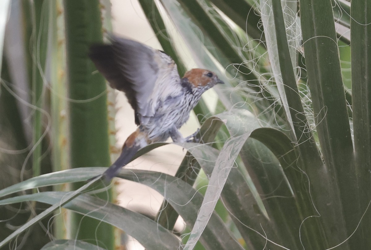 Lesser Striped Swallow - ML636159687