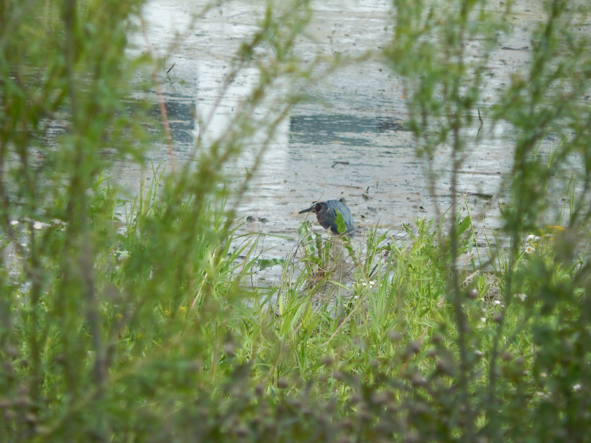 Green Heron - ML636159689