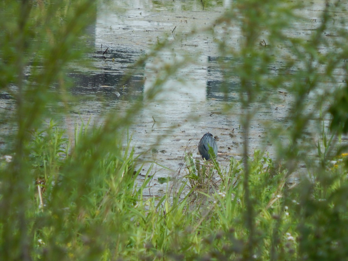 Green Heron - ML636159690