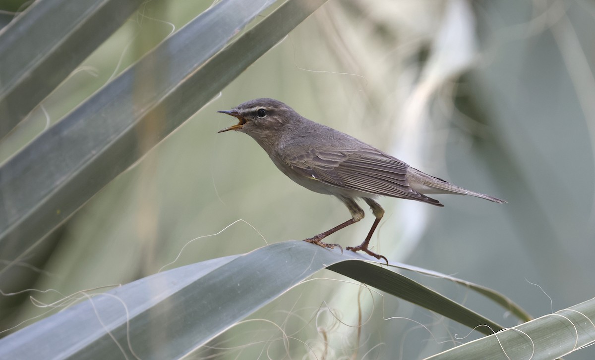 Willow Warbler - ML636159691
