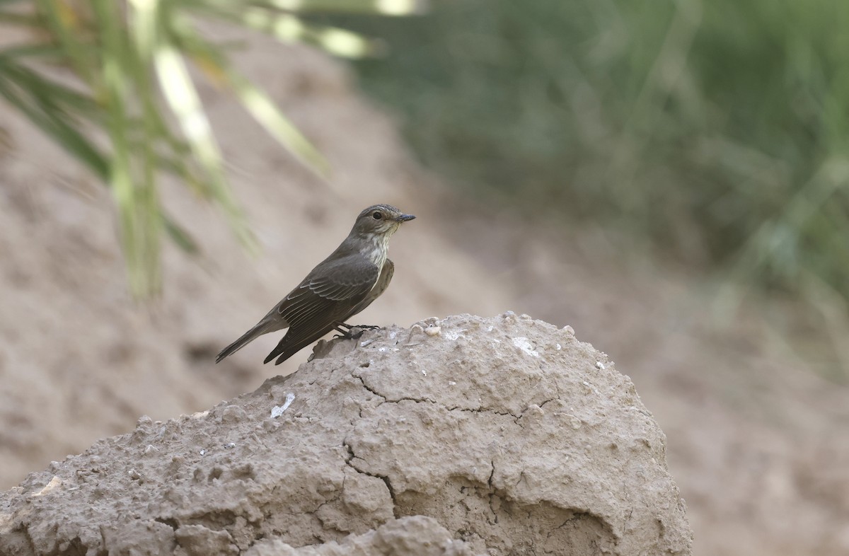 Spotted Flycatcher - ML636159695