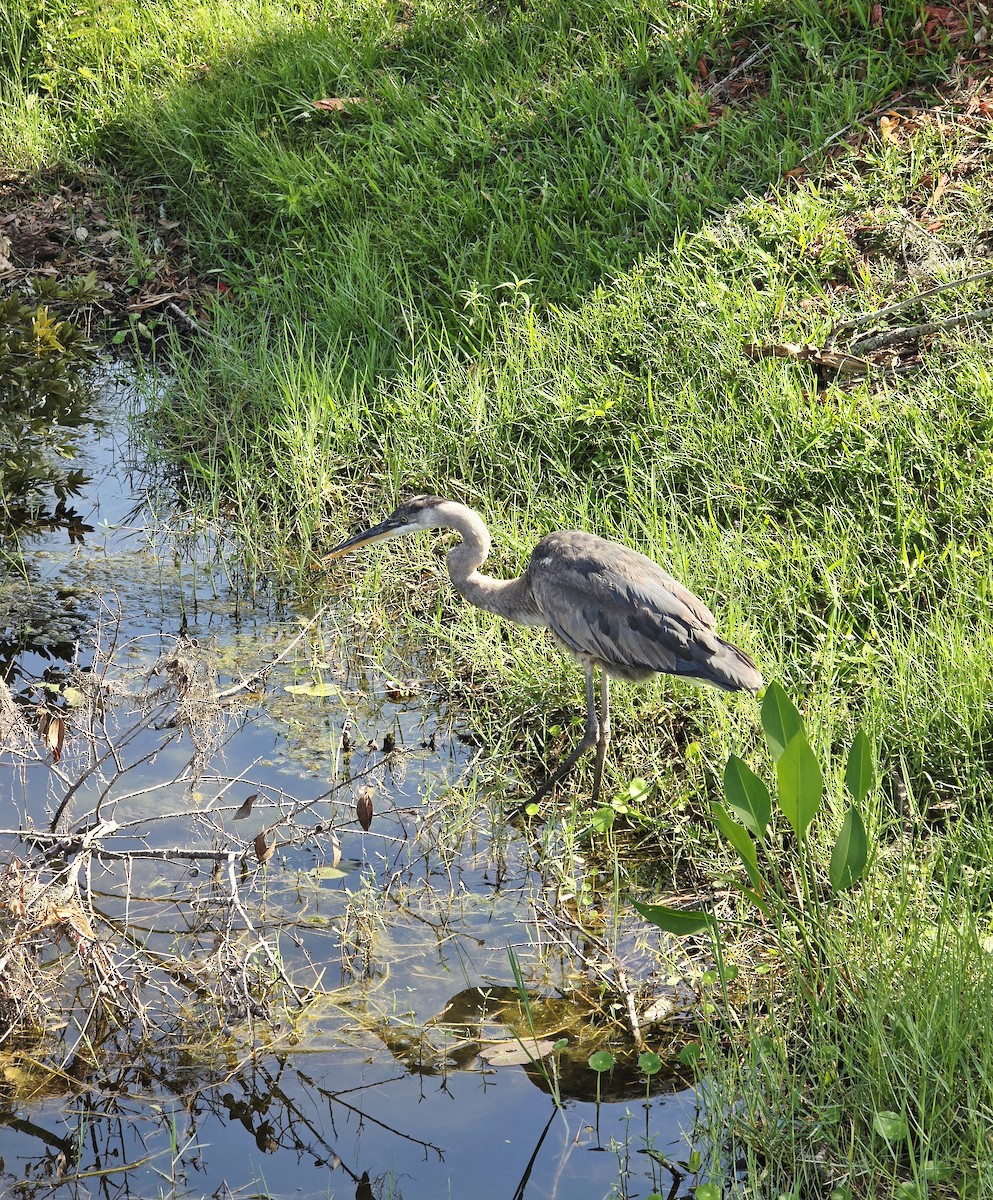 Great Blue Heron - ML636159709