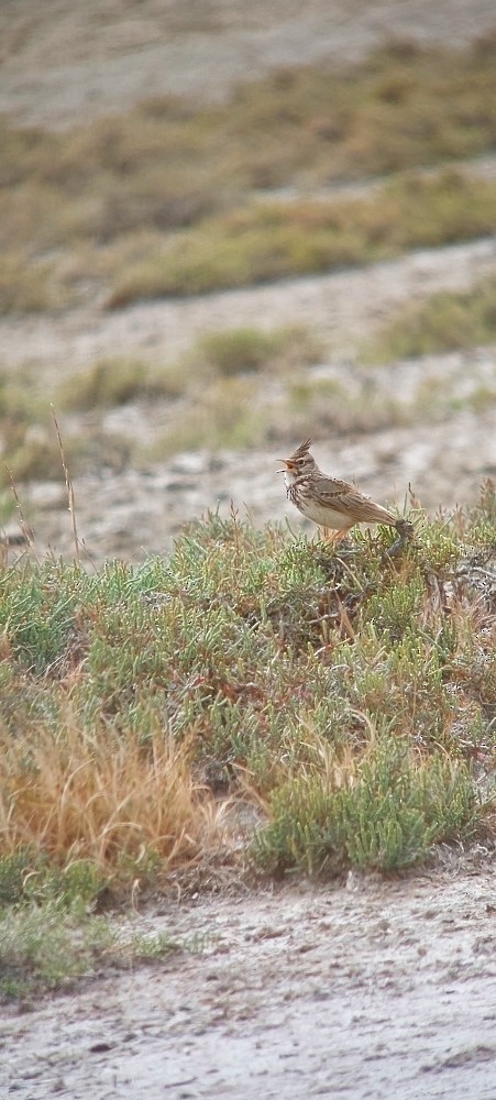 Crested Lark - ML636159713