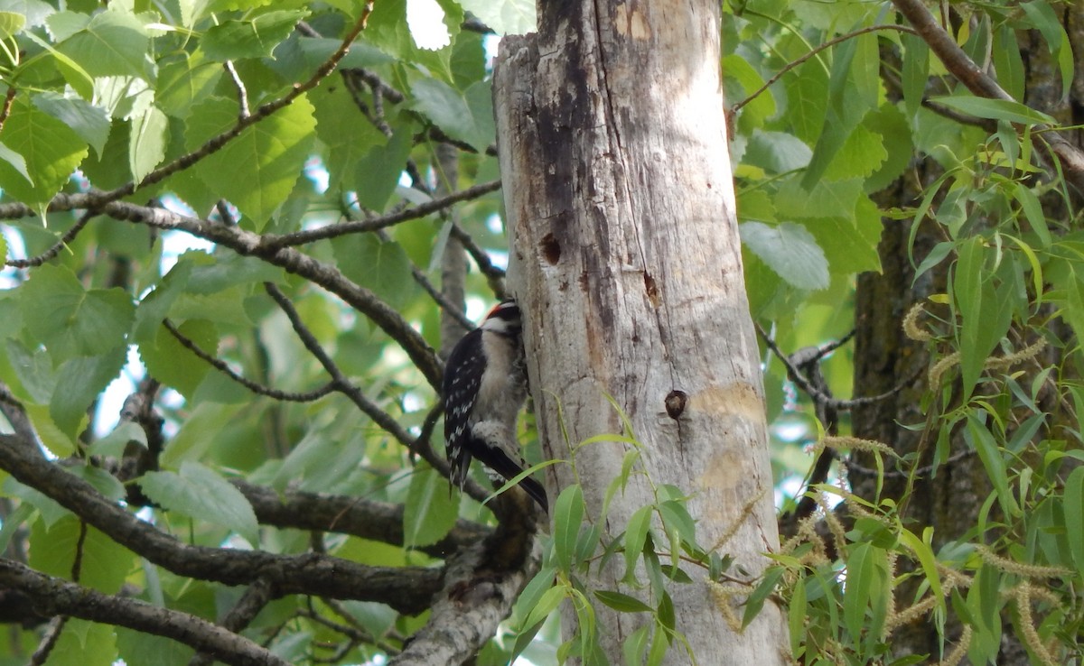 Downy Woodpecker - ML636159751