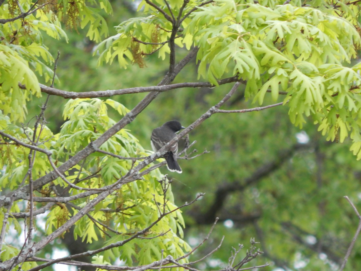 Eastern Kingbird - ML636159777