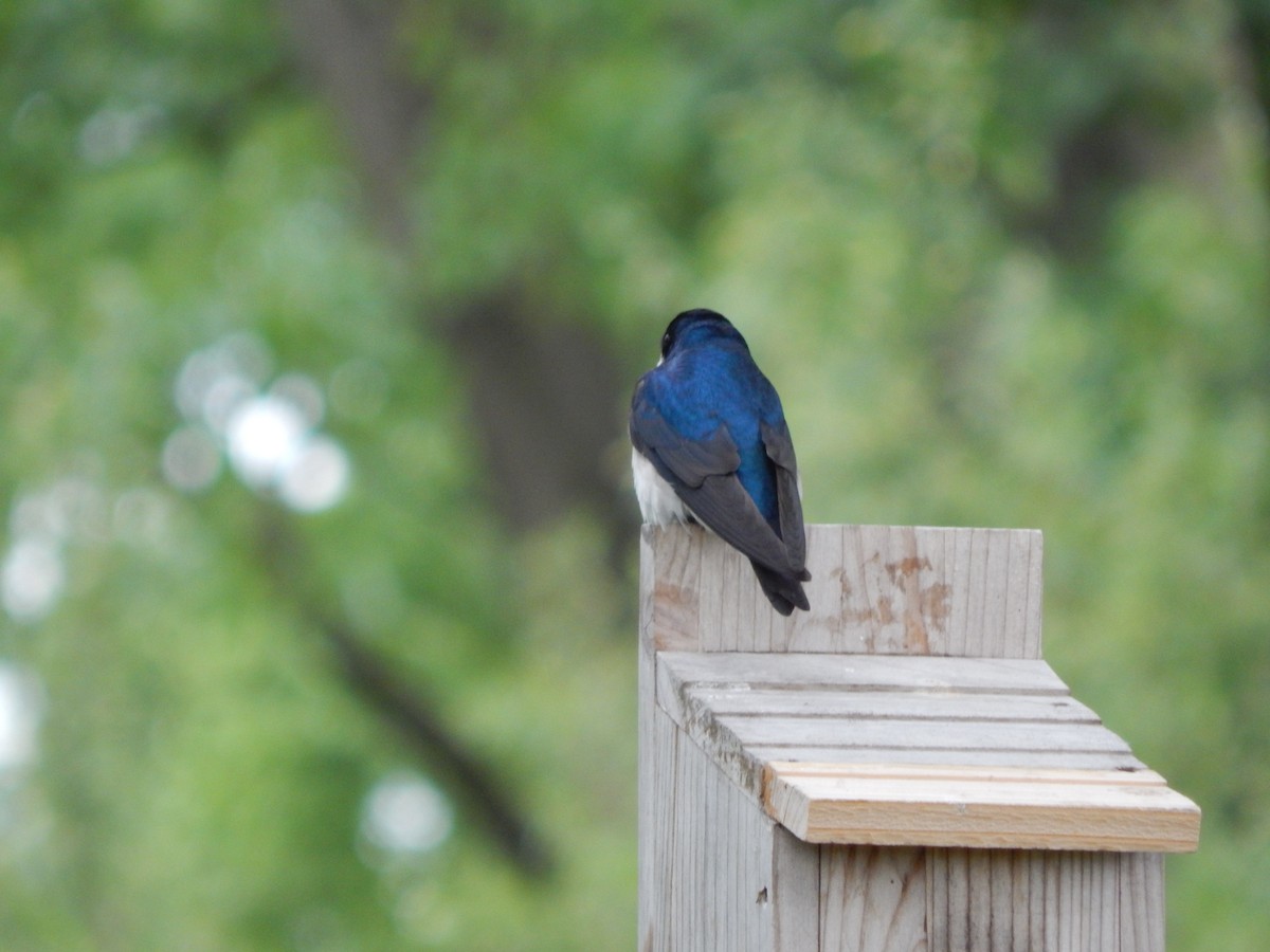 Tree Swallow - ML636159789