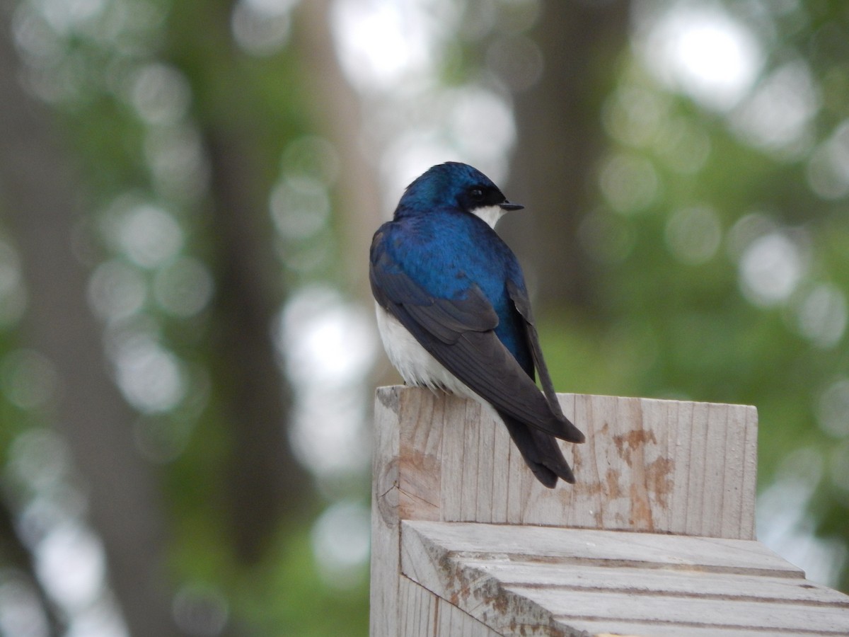 Tree Swallow - ML636159790