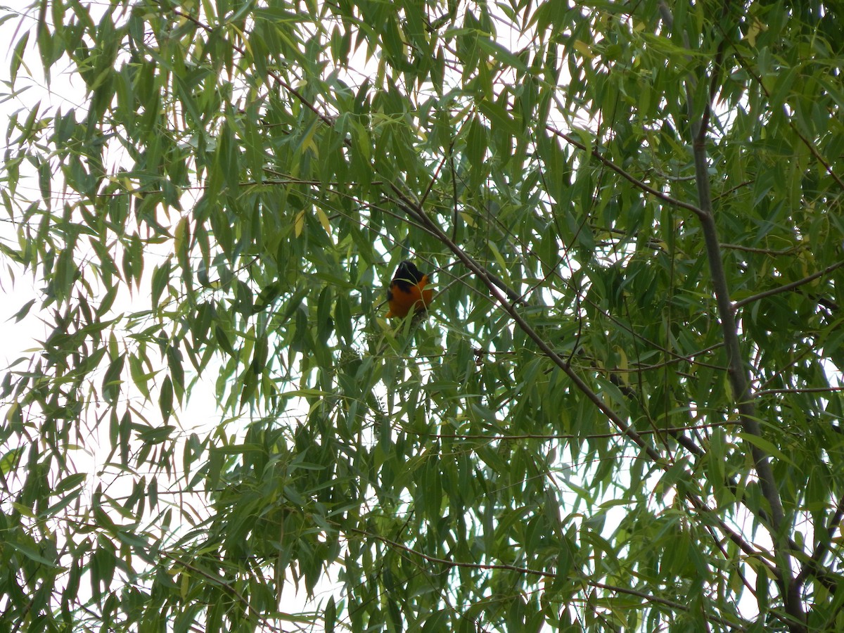 Baltimore Oriole - ML636159863