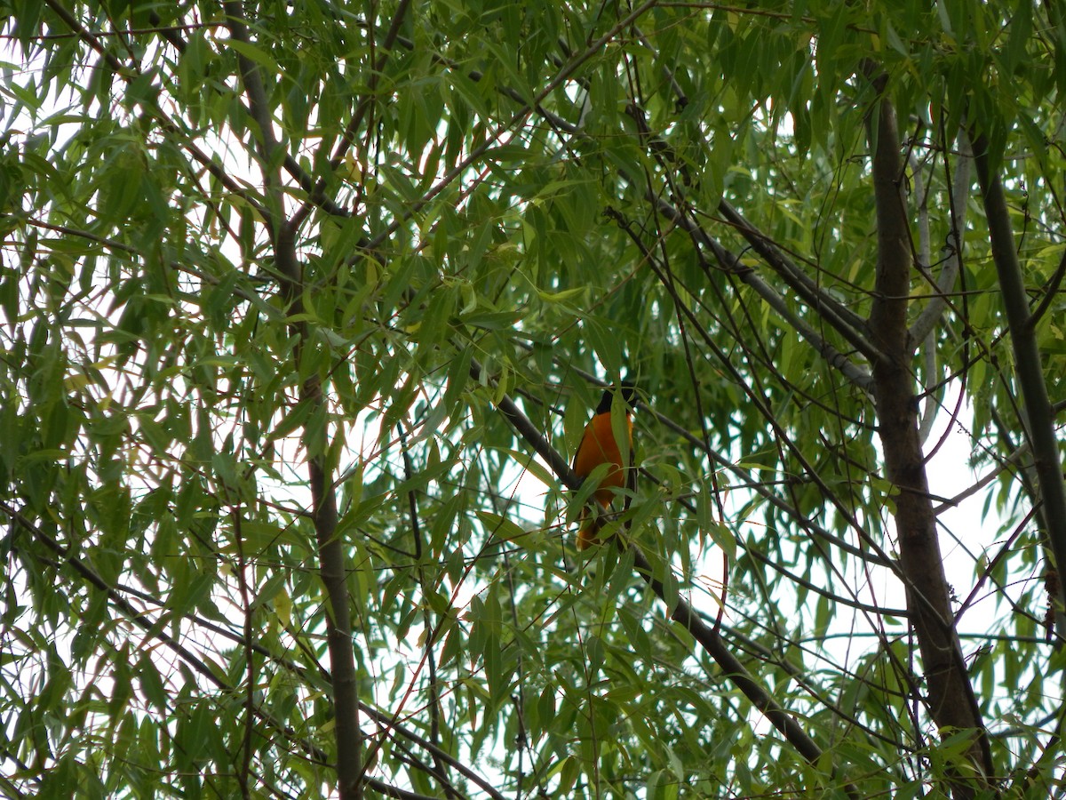 Baltimore Oriole - ML636159869