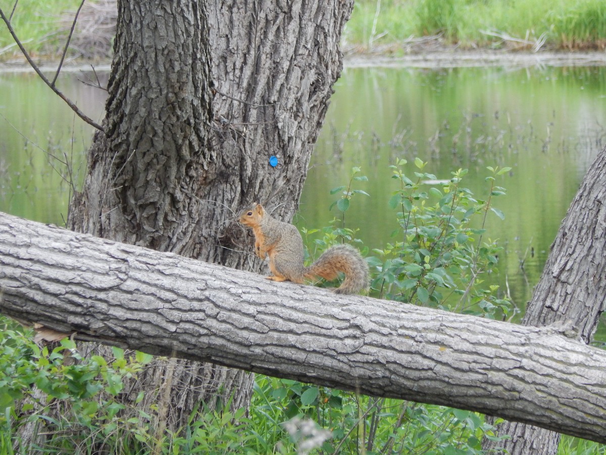 Animals - ML636159879