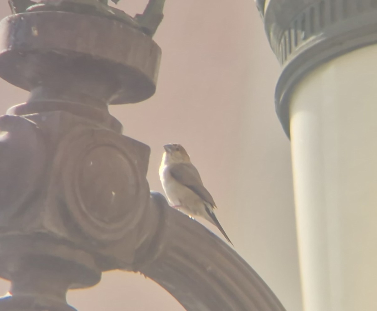 Indian Silverbill - ML636159909
