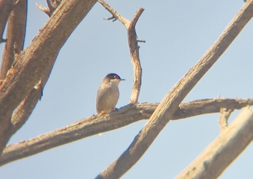 Sardinian Warbler - ML636159916