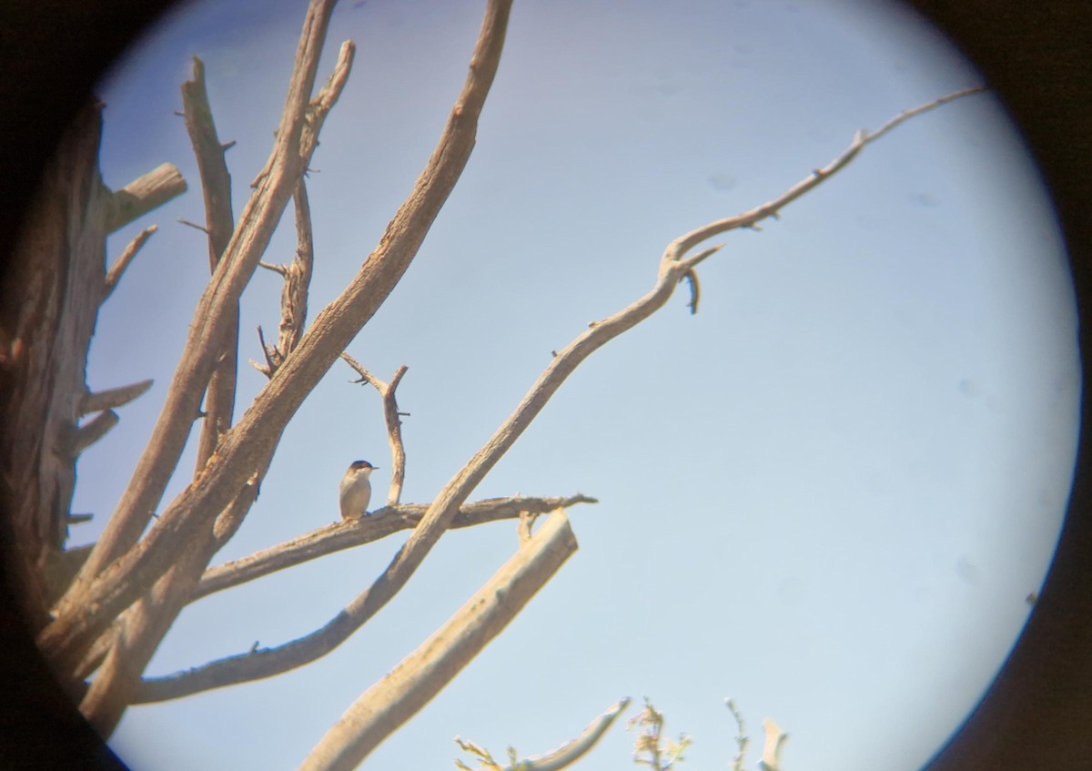 Sardinian Warbler - ML636159917