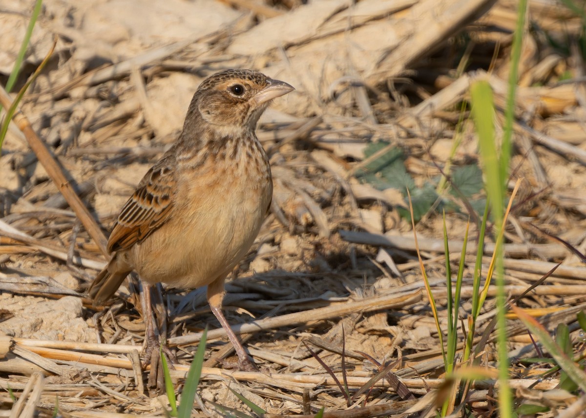Singing Bushlark (Australasian) - ML636159970