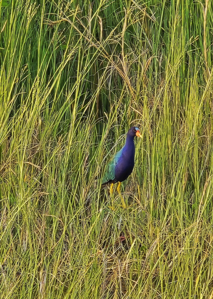 Purple Gallinule - ML636160050