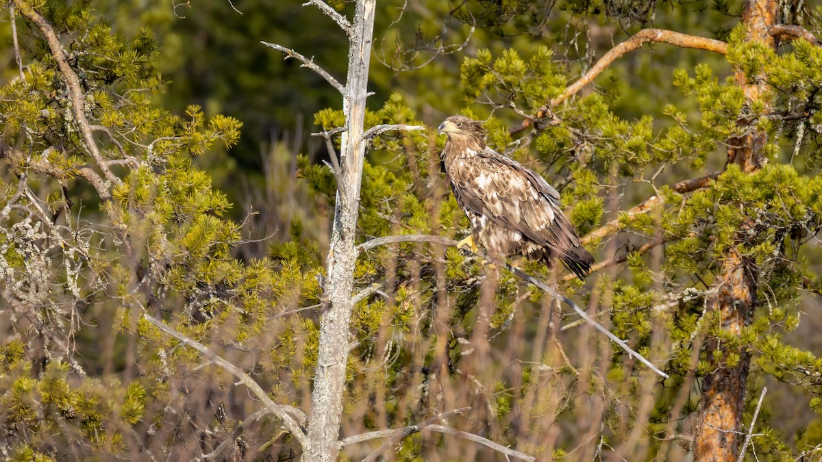 White-tailed Eagle - ML636160136