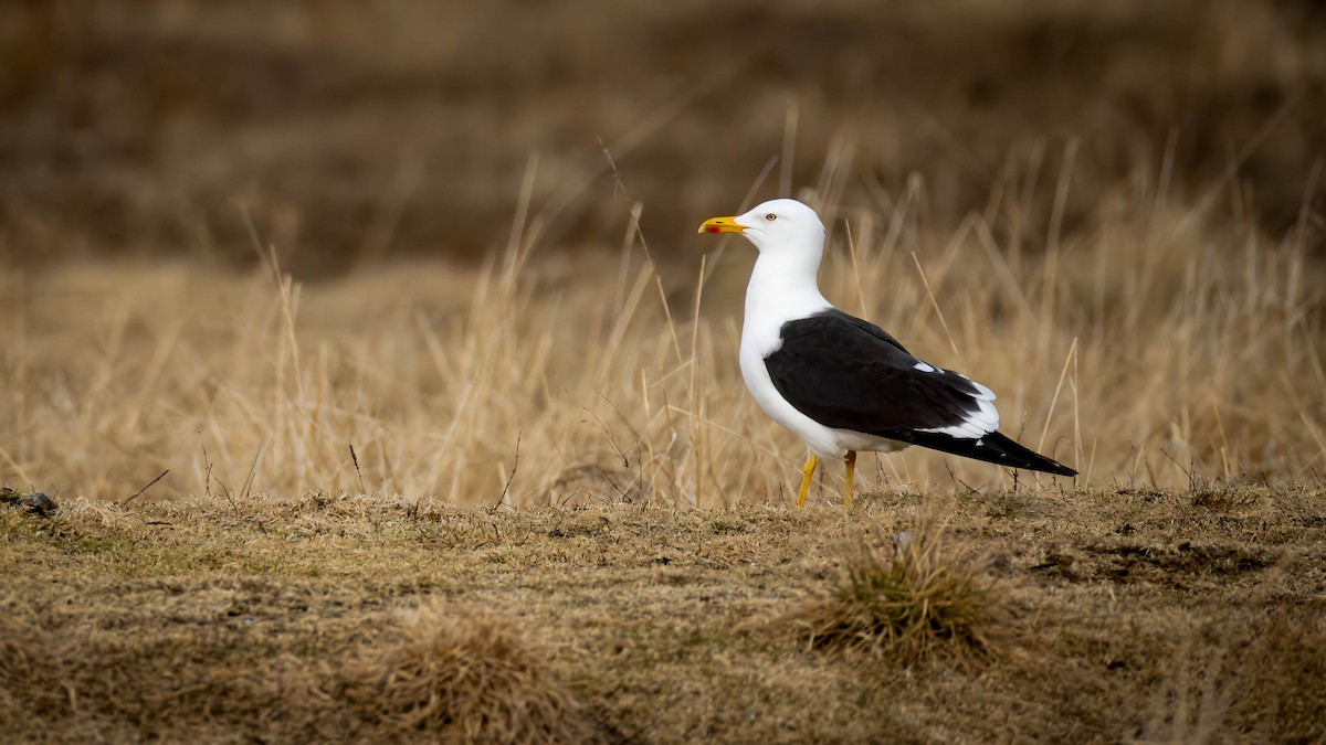 Lesser Black-backed Gull - ML636160156