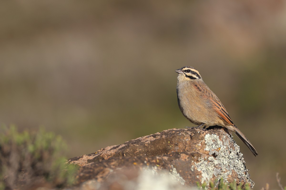 Cape Bunting (Cape) - ML636160222