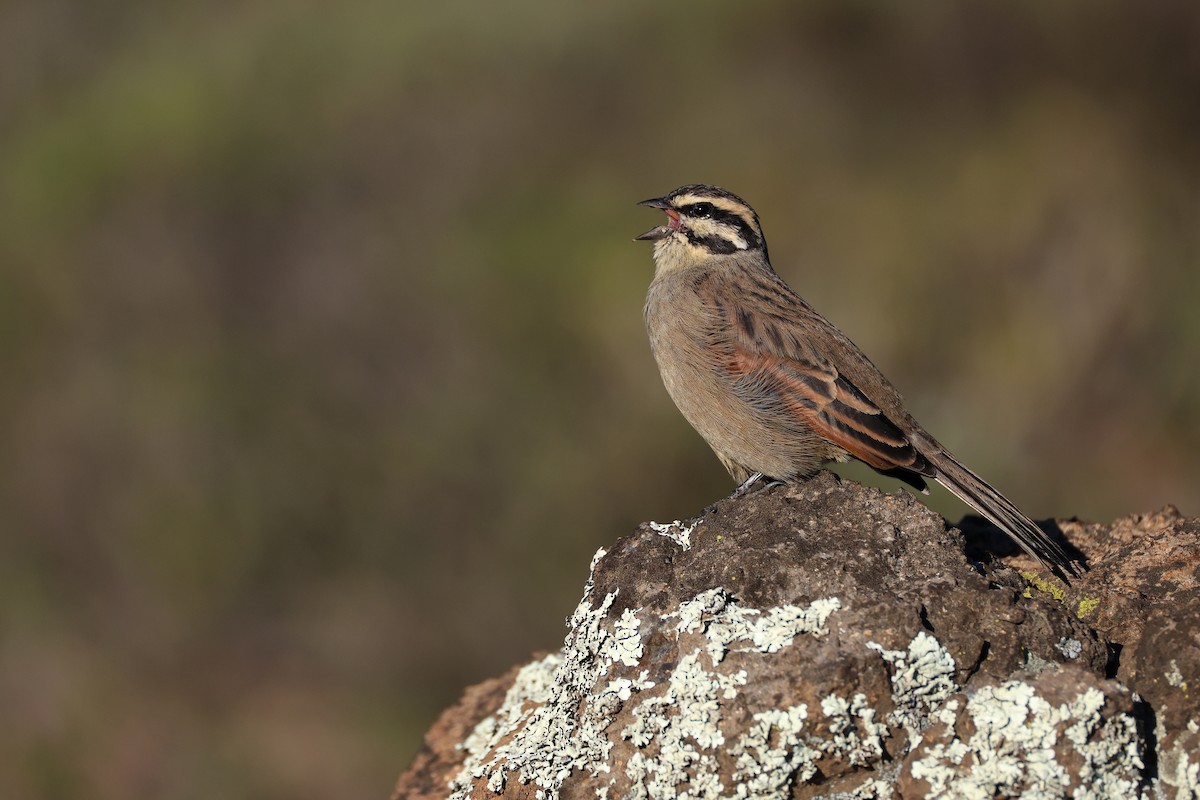 Cape Bunting (Cape) - ML636160225