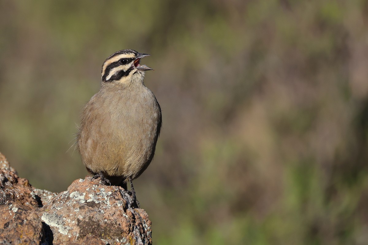 Cape Bunting (Cape) - ML636160230