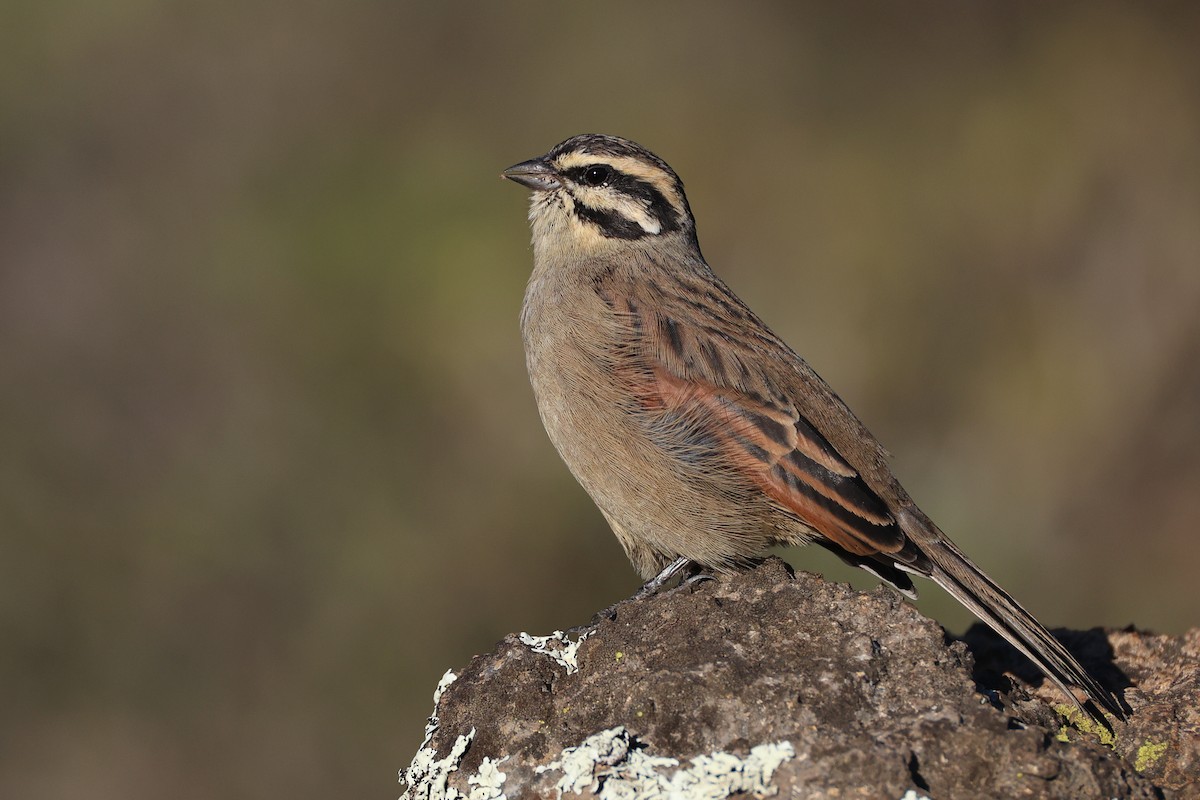 Cape Bunting (Cape) - ML636160231