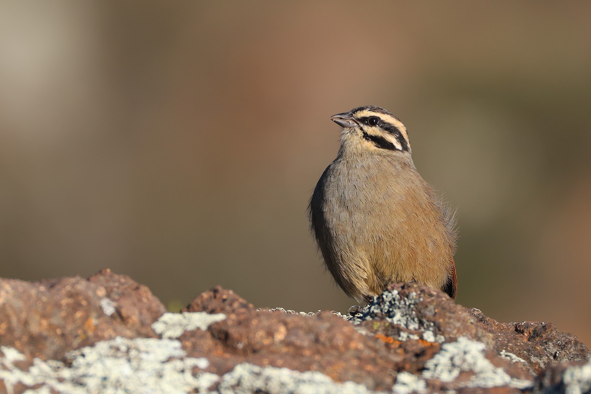 Cape Bunting (Cape) - ML636160234