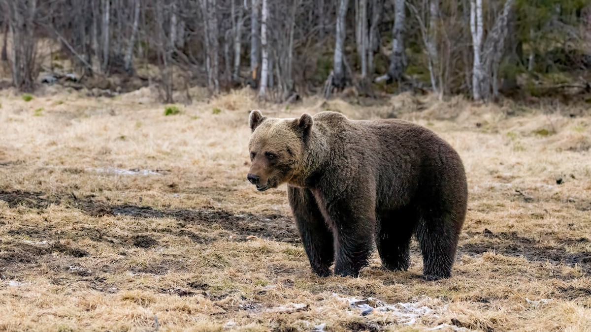Eurasian Brown Bear - ML636160375