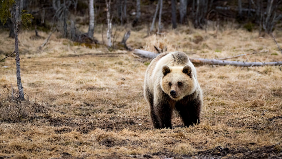 Eurasian Brown Bear - ML636160389