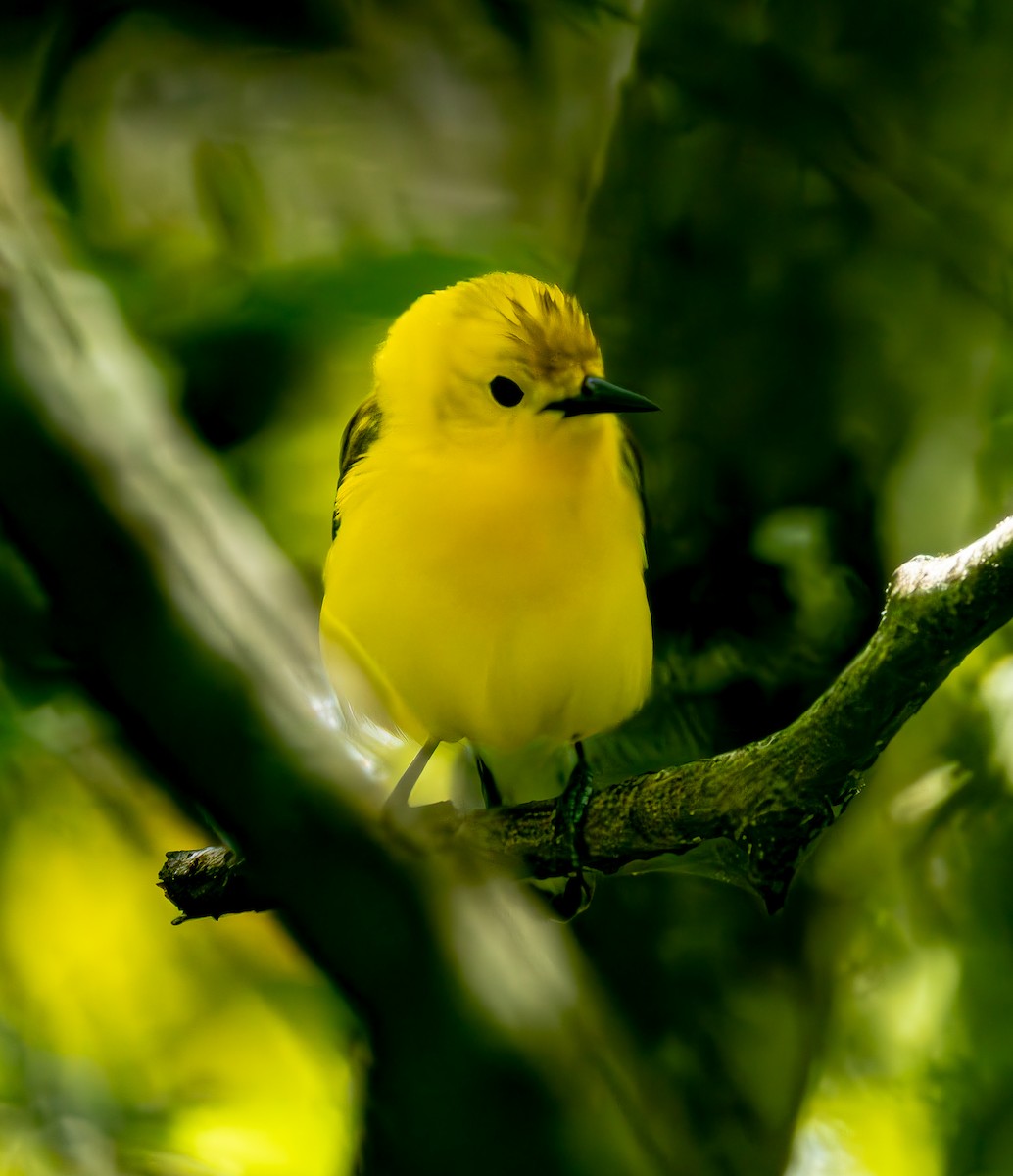 Prothonotary Warbler - ML636160444