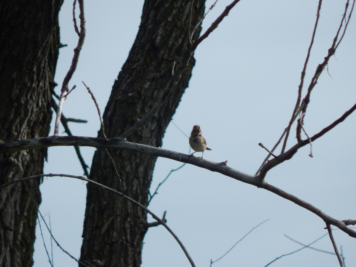 Song Sparrow - ML636160475