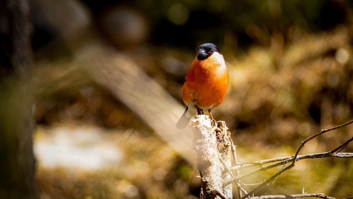 Eurasian Bullfinch - ML636160487
