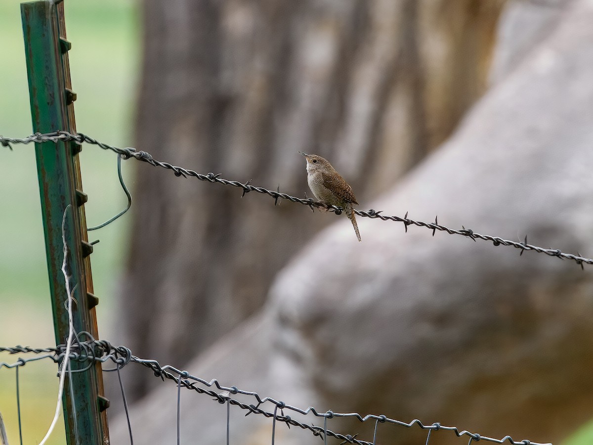 Northern House Wren - ML636160493
