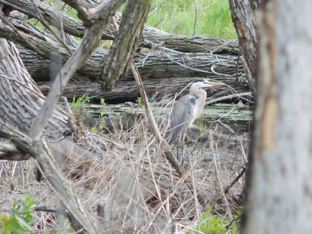 Great Blue Heron - ML636160508