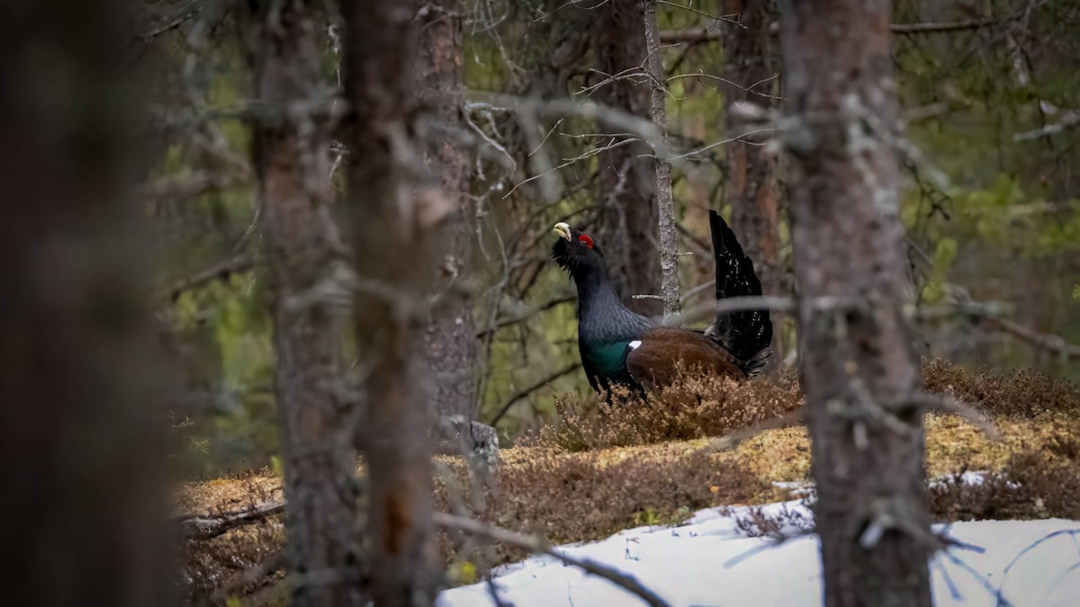 Western Capercaillie - ML636160557