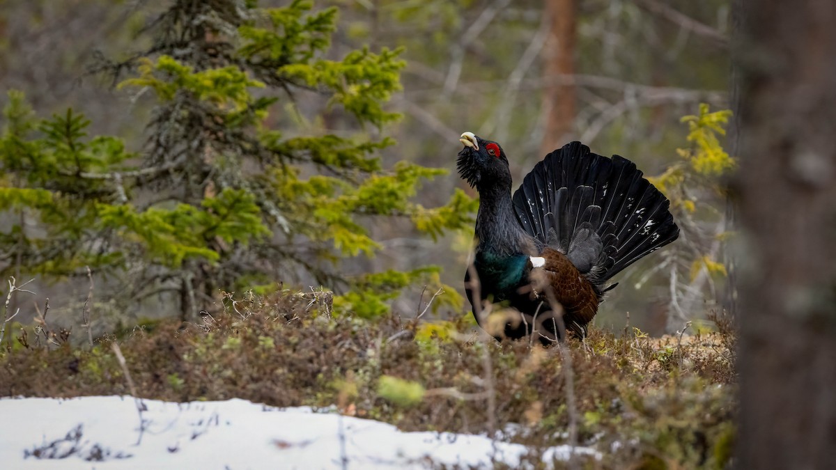 Western Capercaillie - ML636160578