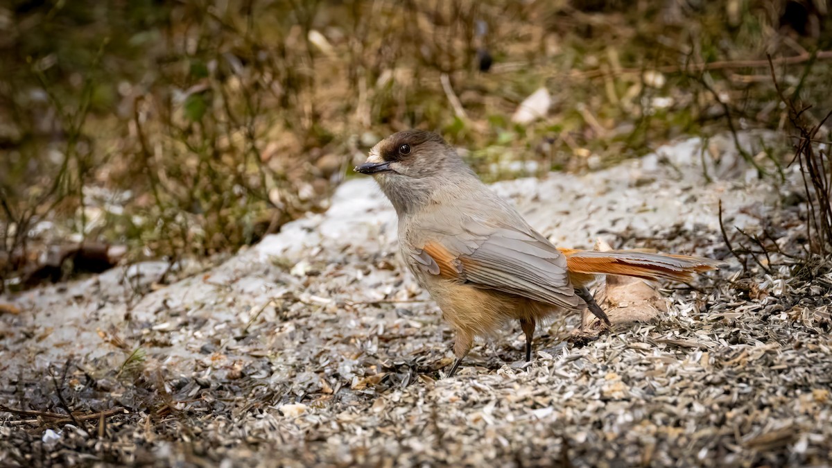 Siberian Jay - ML636160595