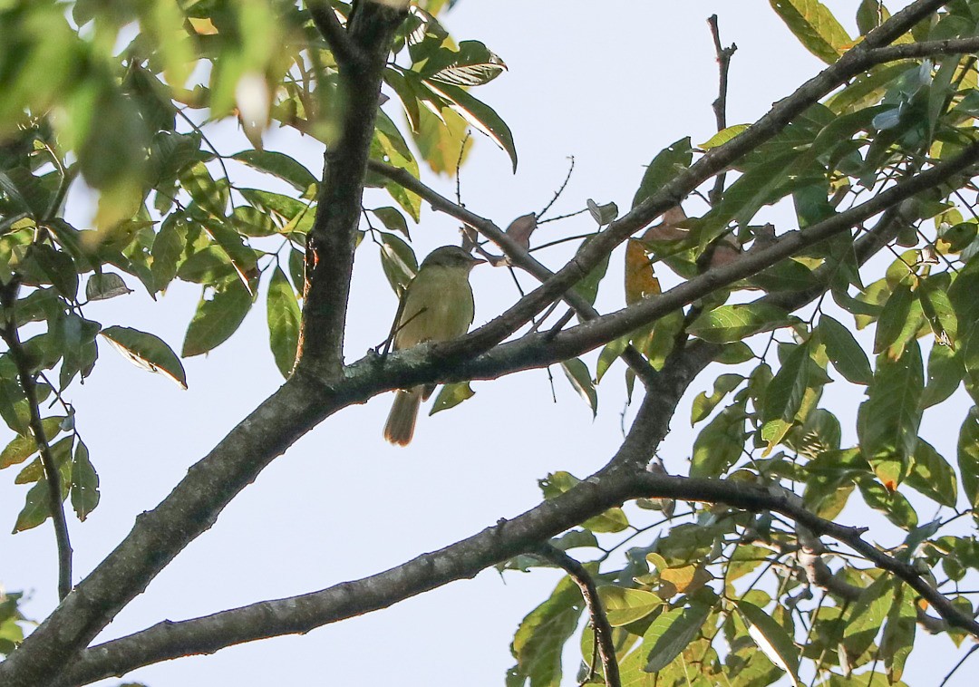 Rough-legged Tyrannulet - ML636160650