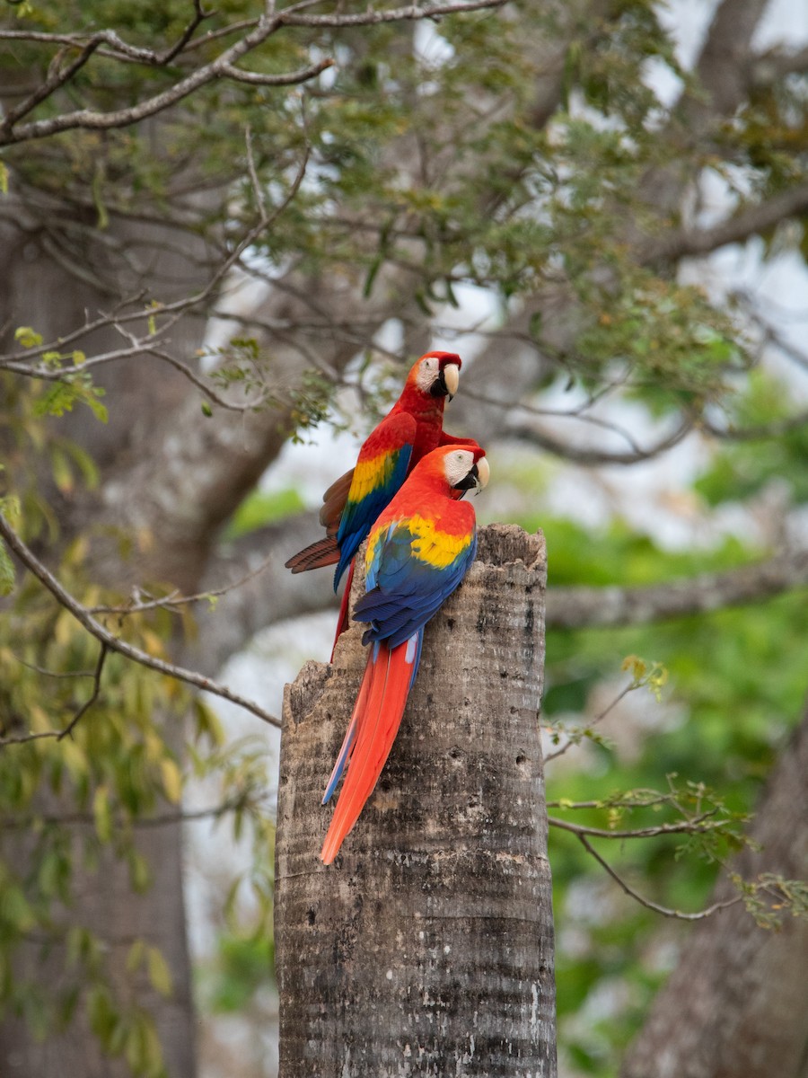 Scarlet Macaw - ML636160681