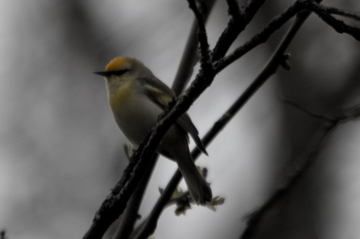 Golden-winged/Blue-winged Warbler - ML636160951